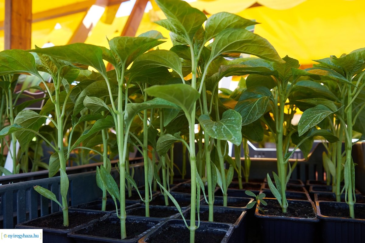 Palántavásár a Búza téren