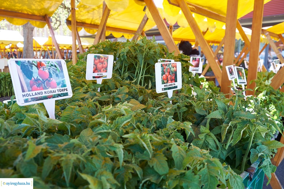 Palántavásár a Búza téren