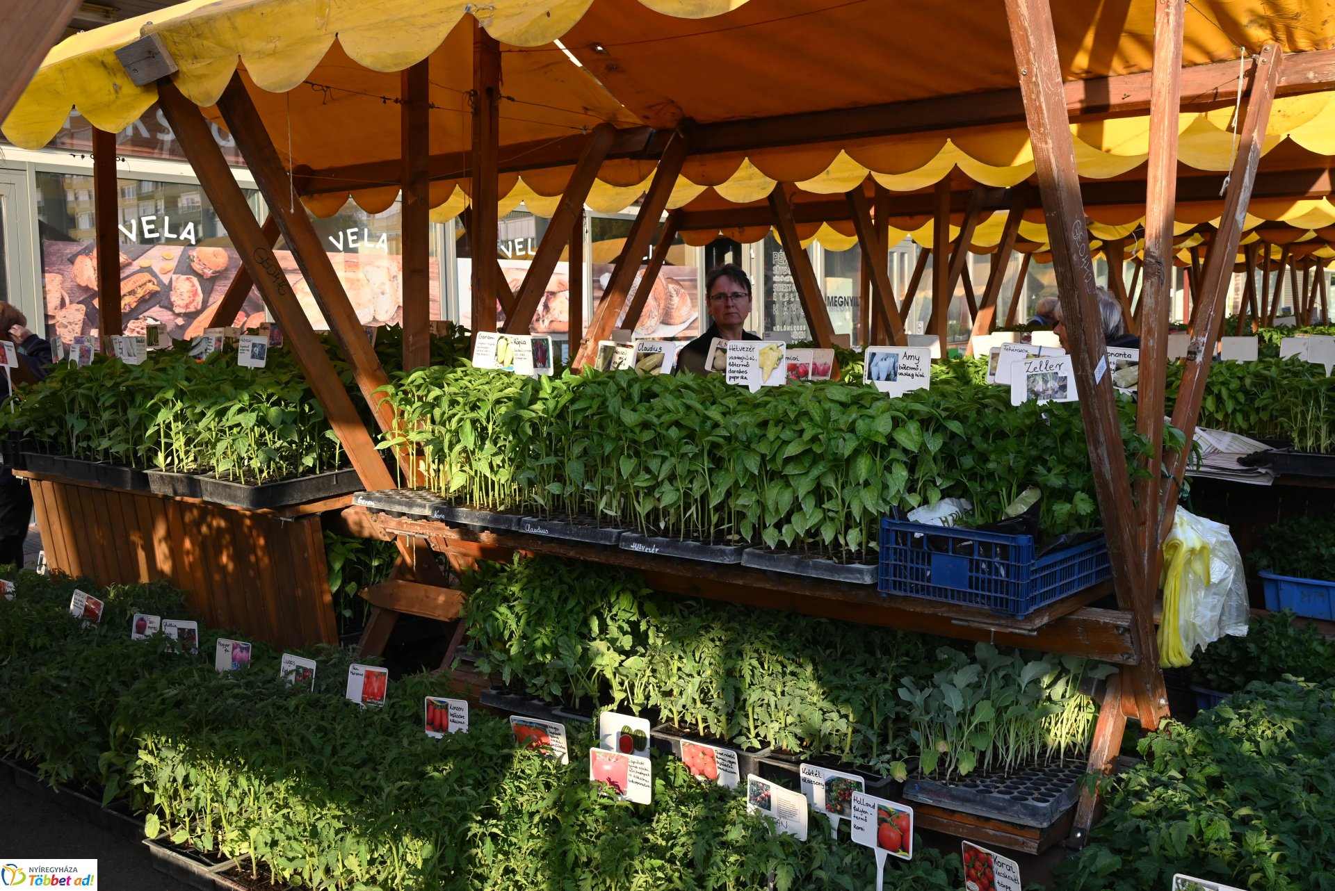 Palántavásár a Búza téri piacon