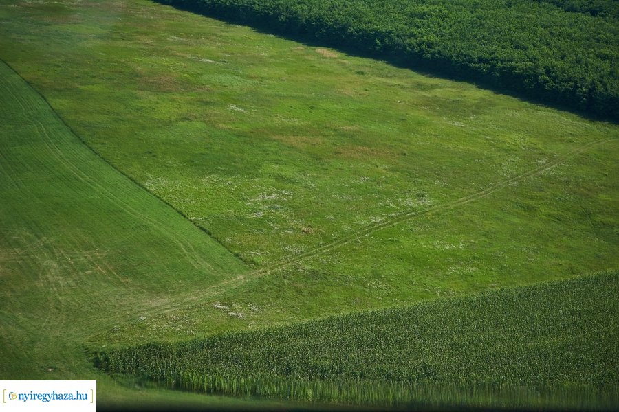 Parlagfű felderítés 20200803