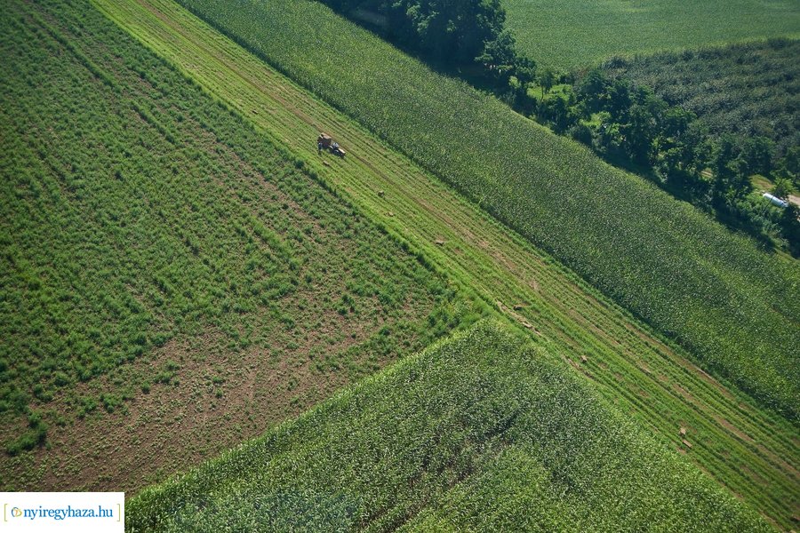 Parlagfű felderítés 20200803