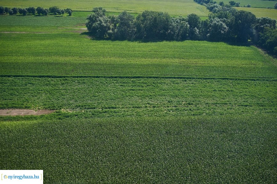 Parlagfű felderítés 20200803