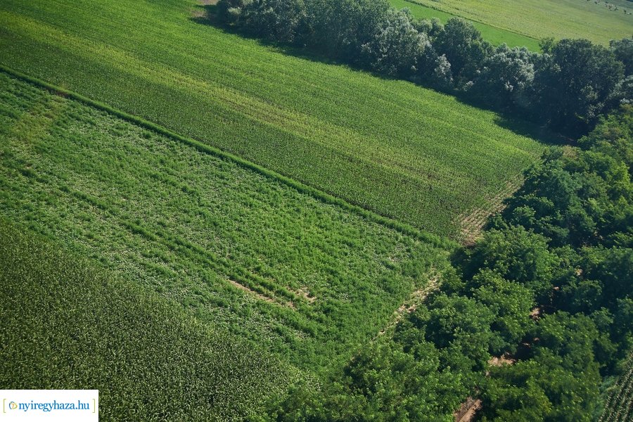 Parlagfű felderítés 20200803
