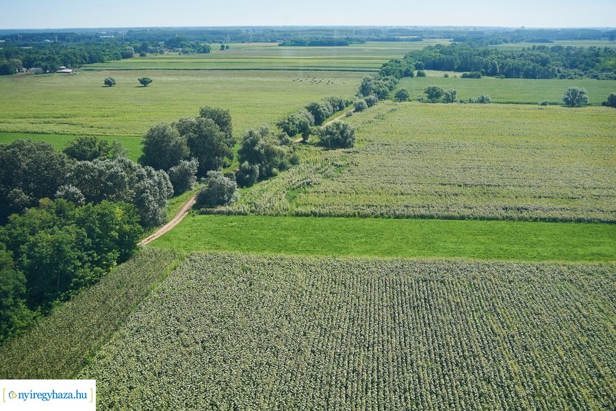 Parlagfű felderítés 20200803