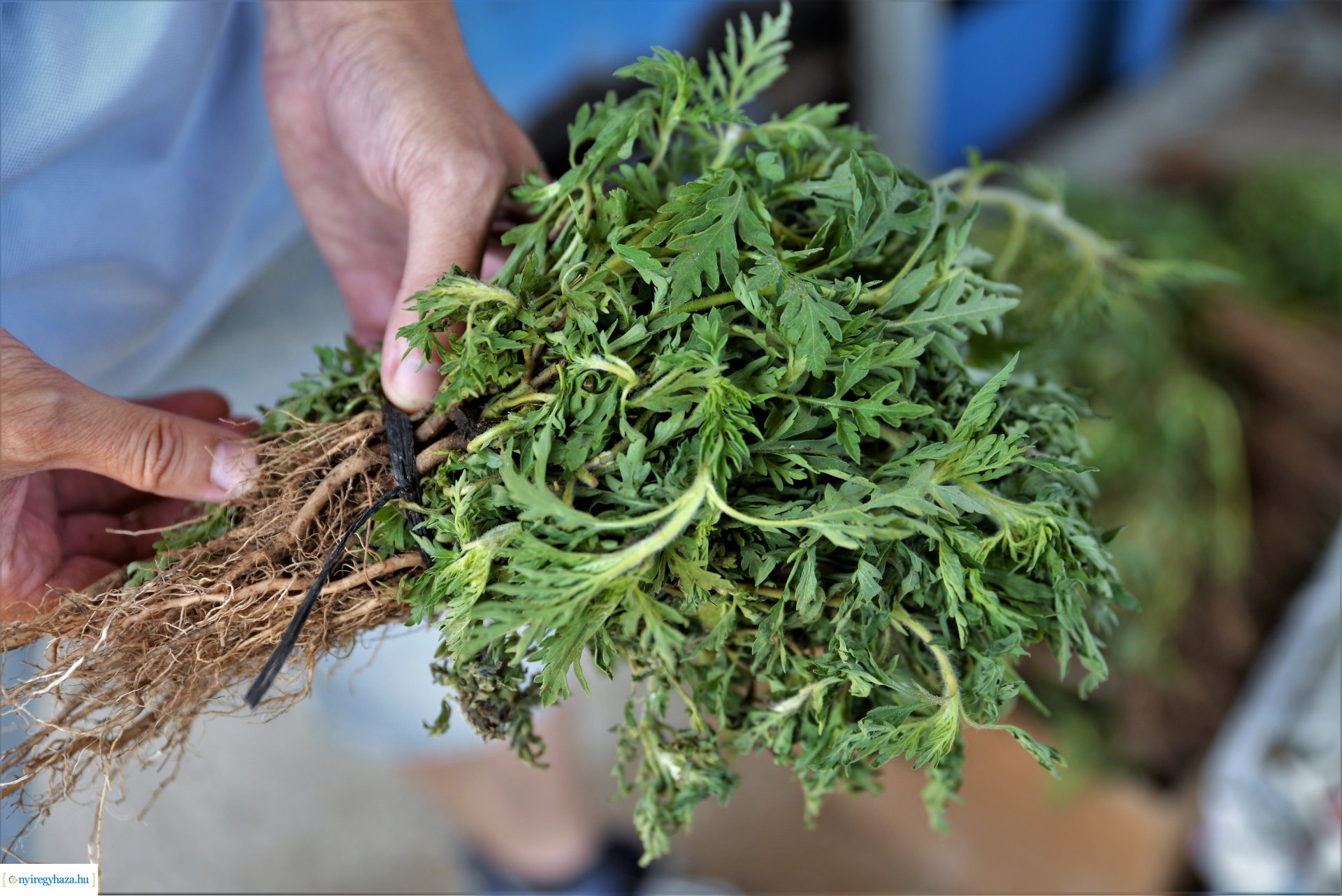 Parlagfűért virág - városszépítő akció