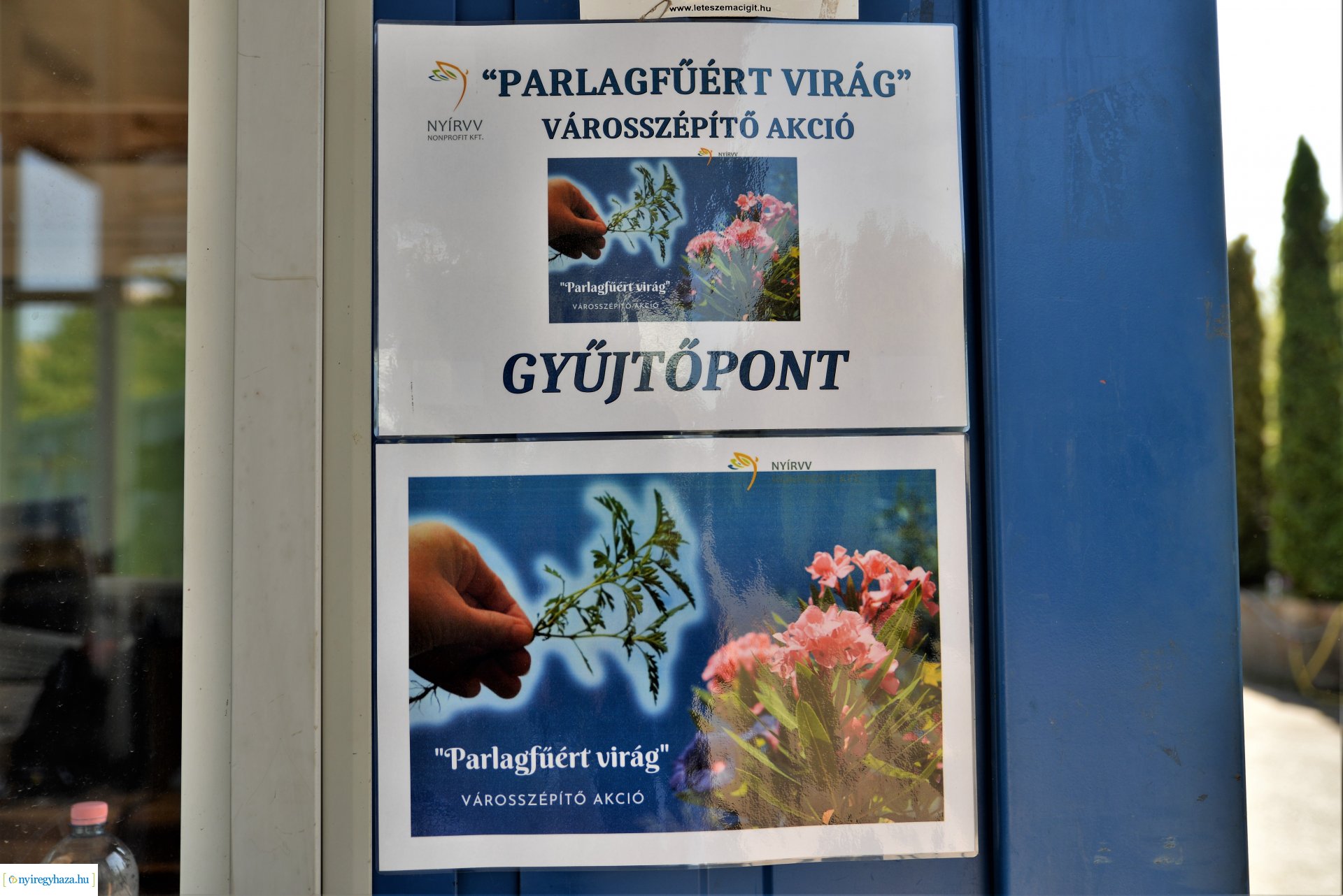 Parlagfűért virág - városszépítő akció