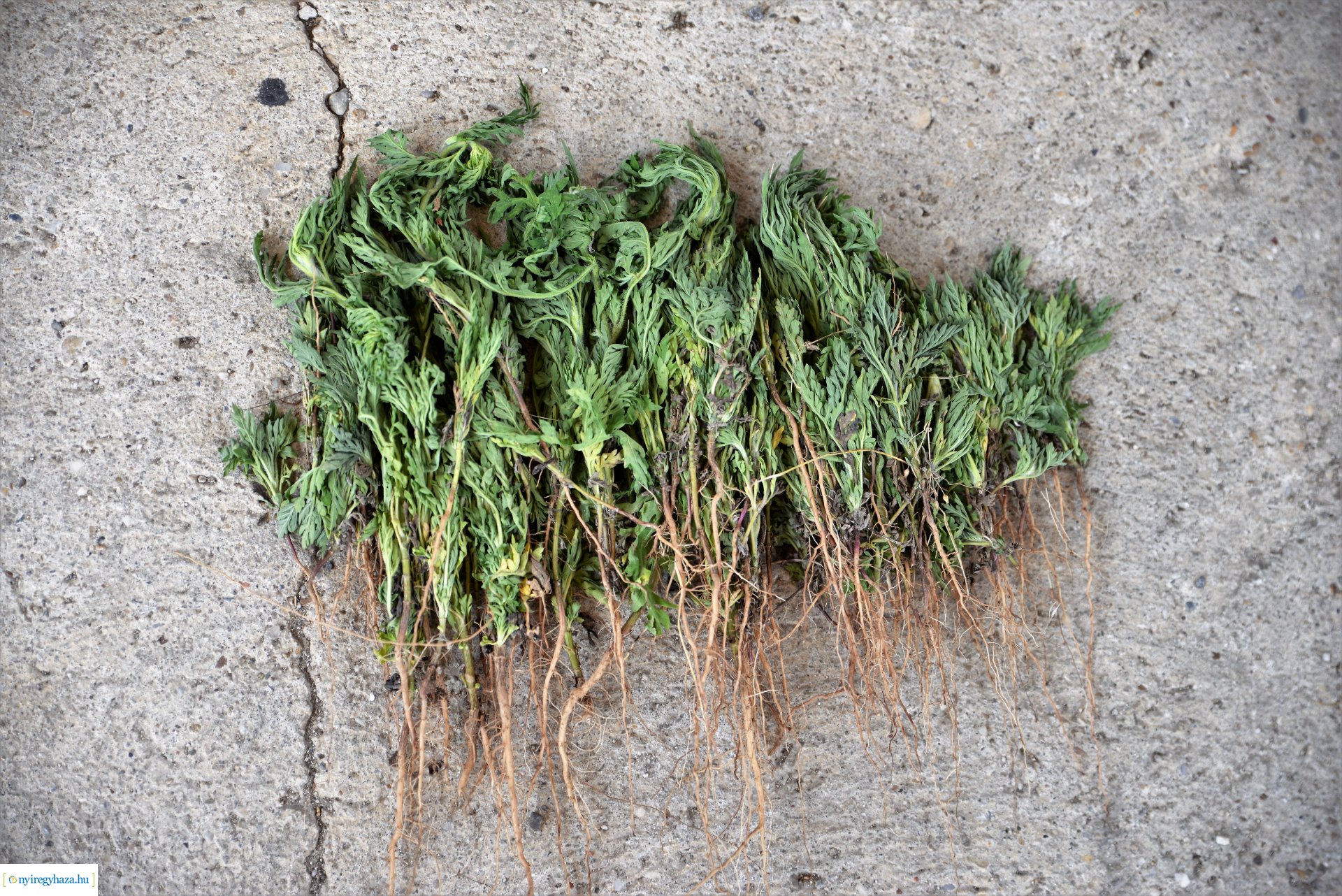 Parlagfűért virág - városszépítő akció