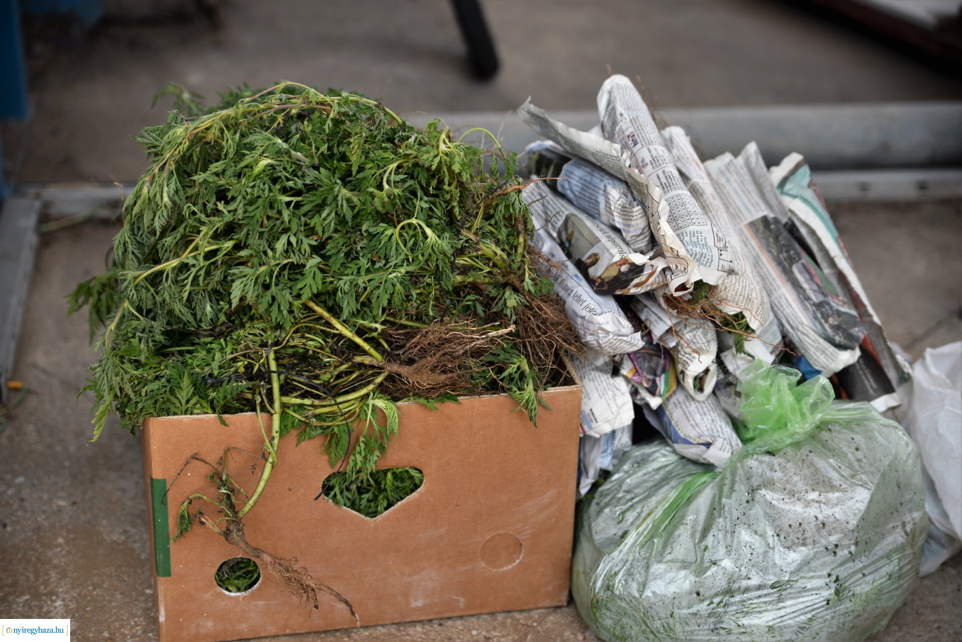 Parlagfűért virág - városszépítő akció