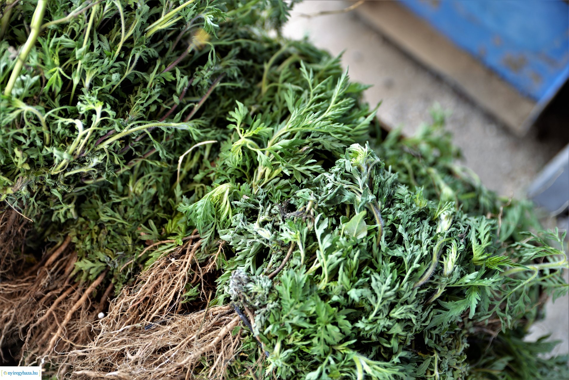 Parlagfűért virág - városszépítő akció