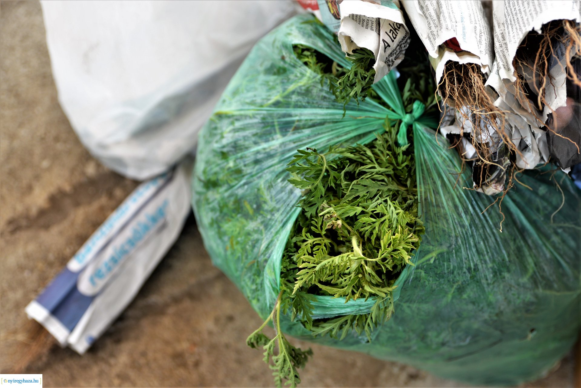 Parlagfűért virág - városszépítő akció