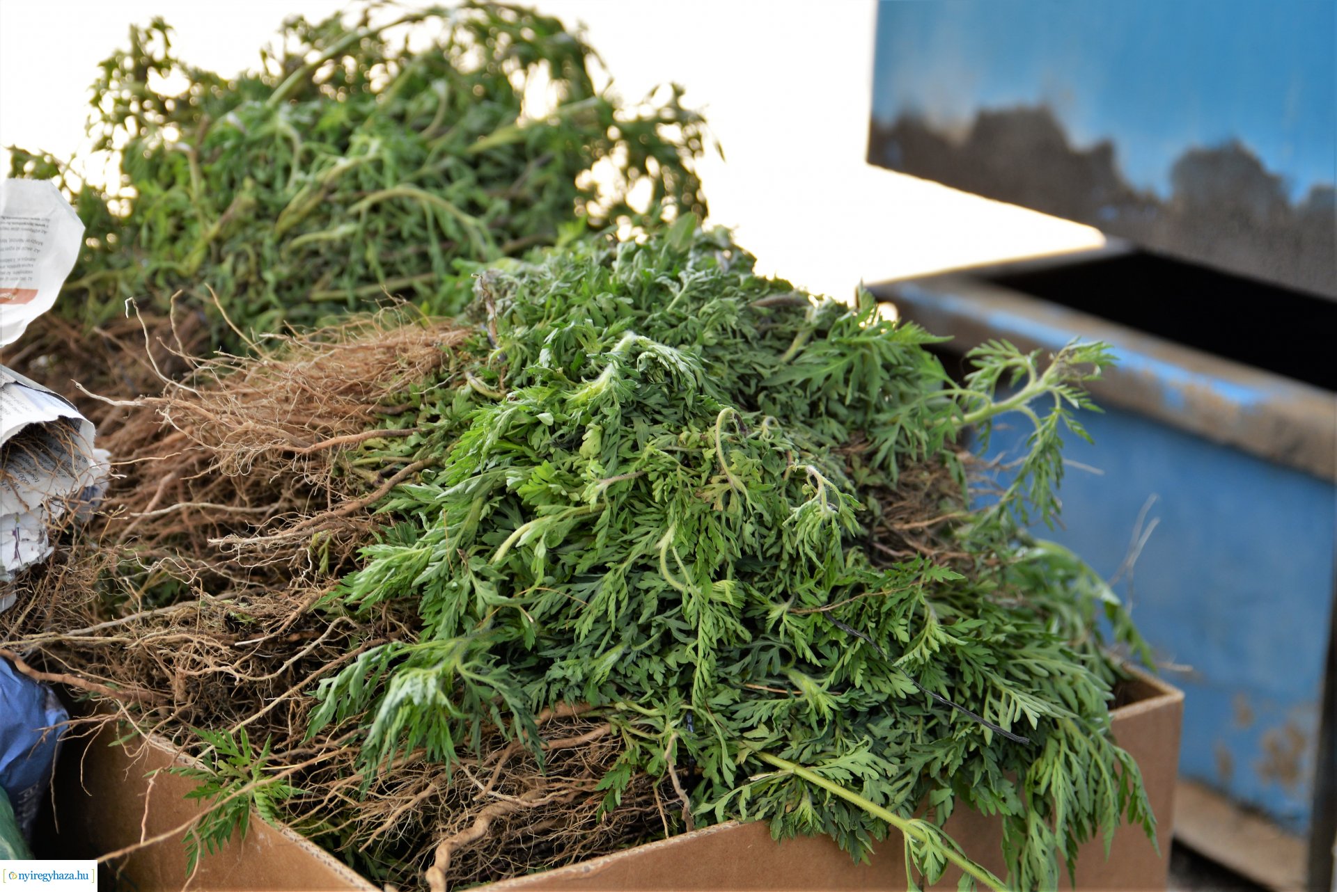 Parlagfűért virág - városszépítő akció