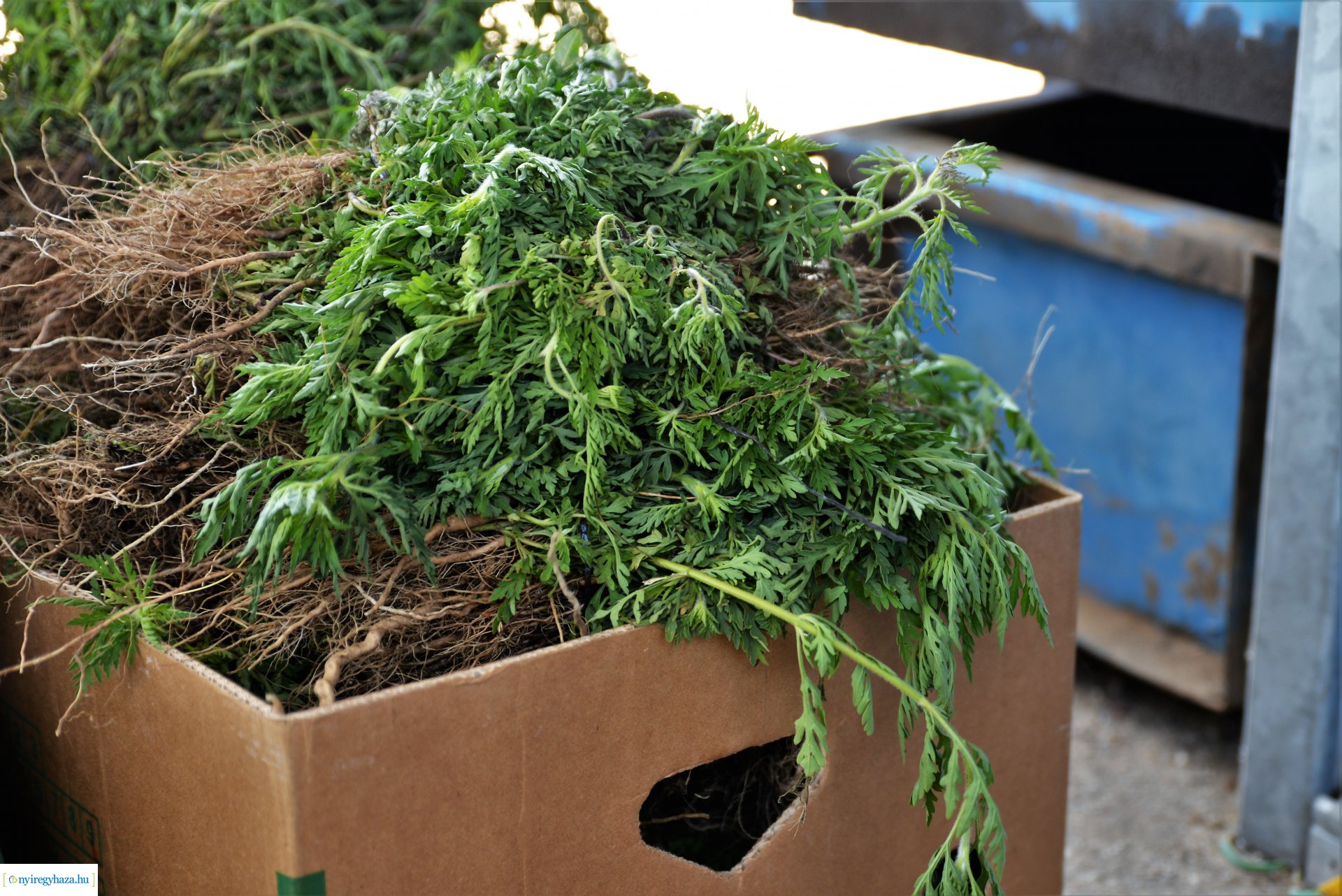 Parlagfűért virág - városszépítő akció