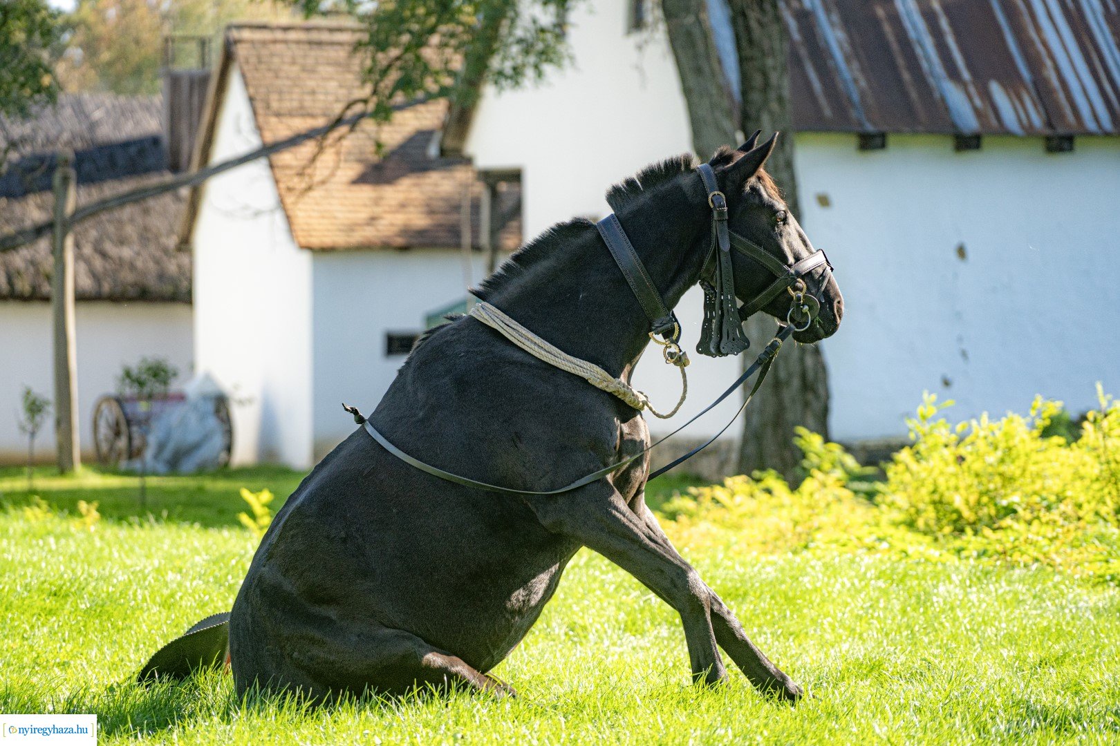 Pásztorok Világa 2024 