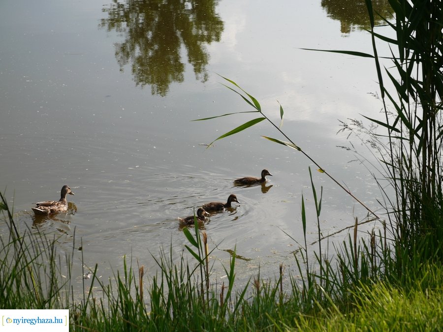 Pünkösdi eső - 20230529