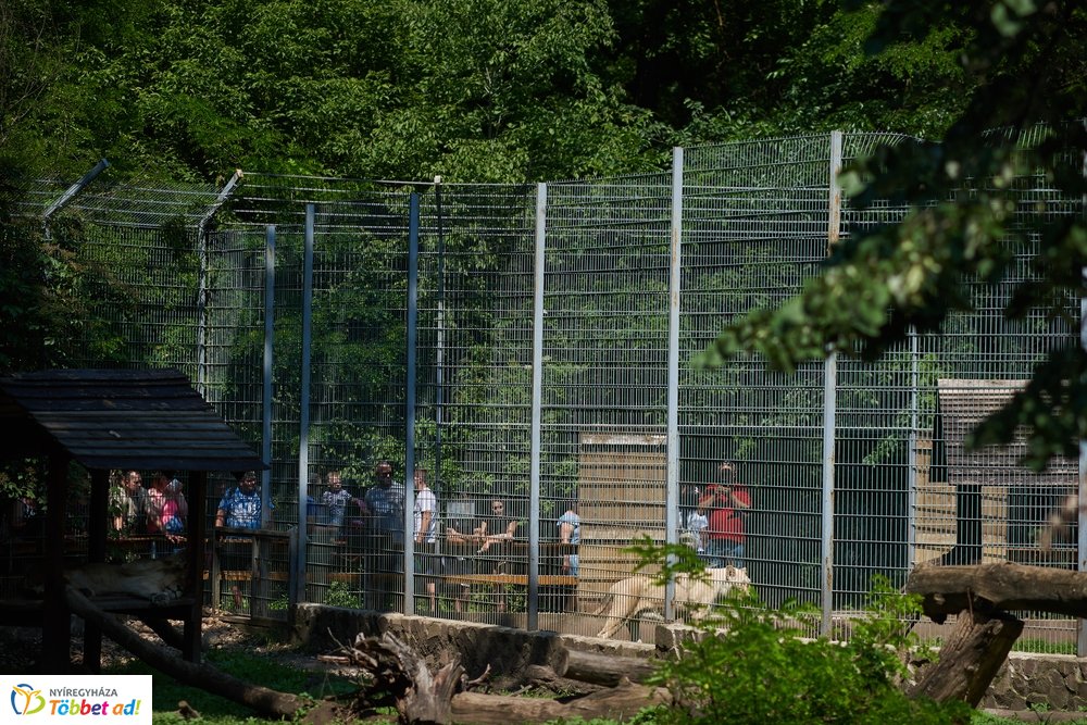 Pünkösdkor az Állatparkban