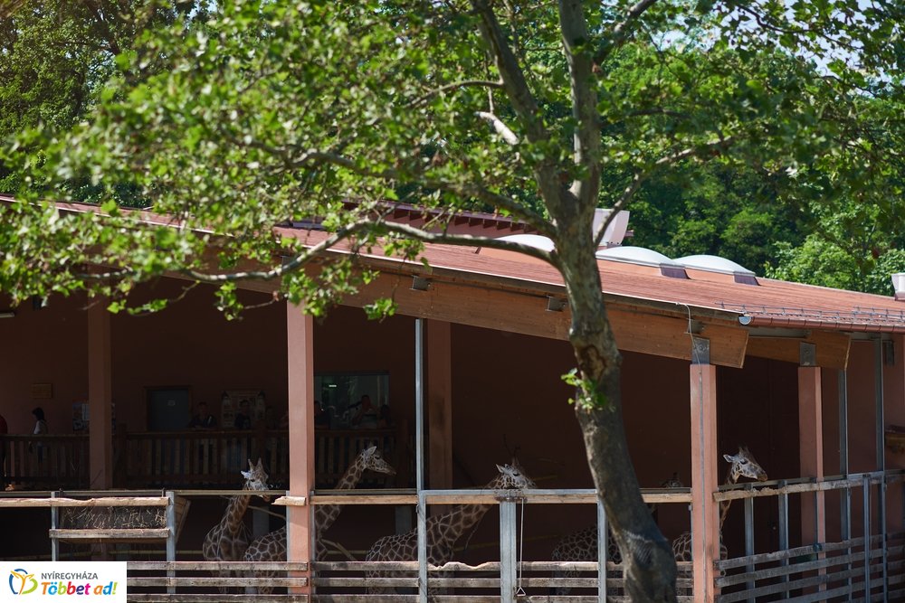 Pünkösdkor az Állatparkban
