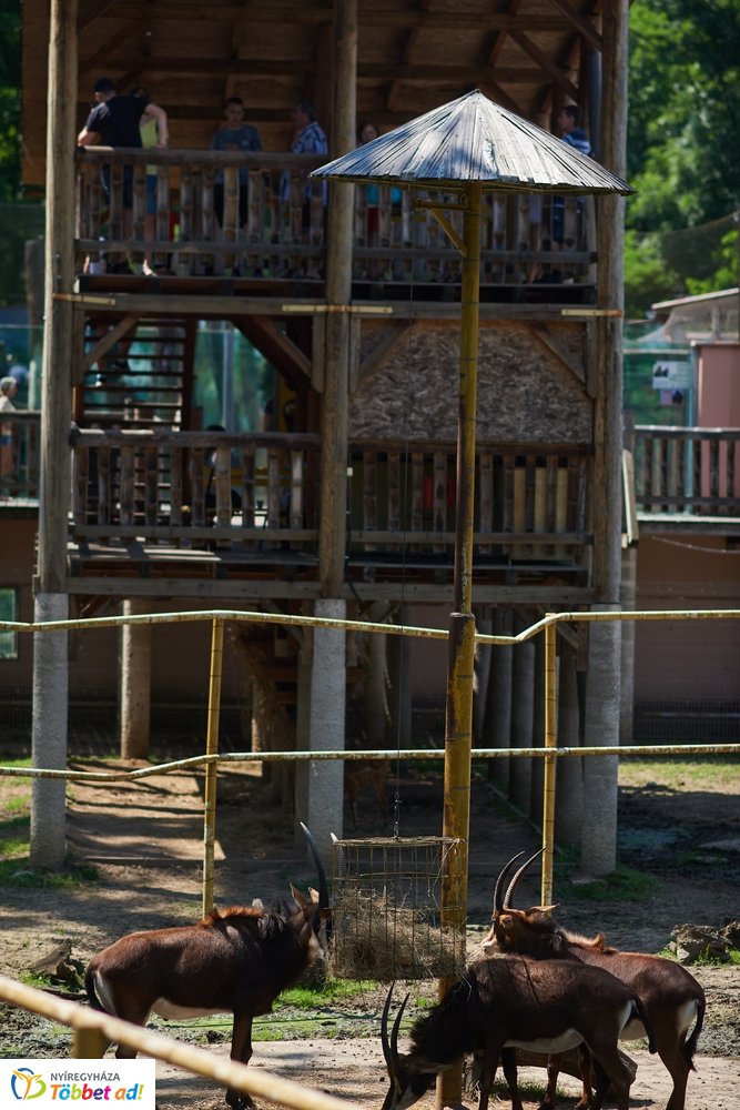 Pünkösdkor az Állatparkban