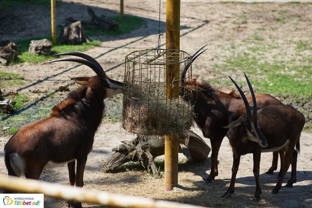 Pünkösdkor az Állatparkban