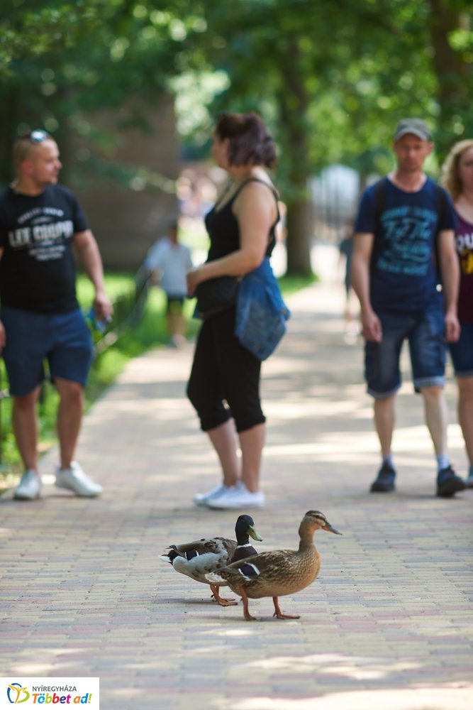 Pünkösdkor az Állatparkban