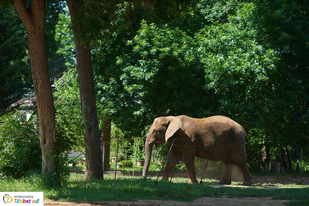 Pünkösdkor az Állatparkban