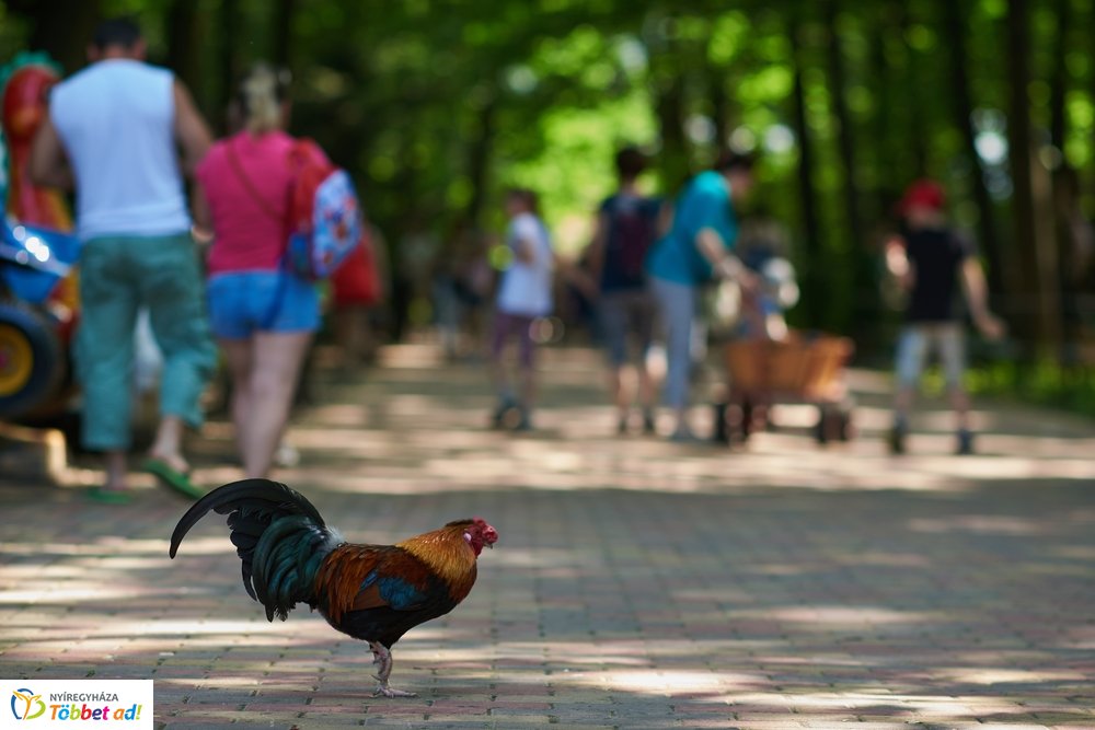 Pünkösdkor az Állatparkban