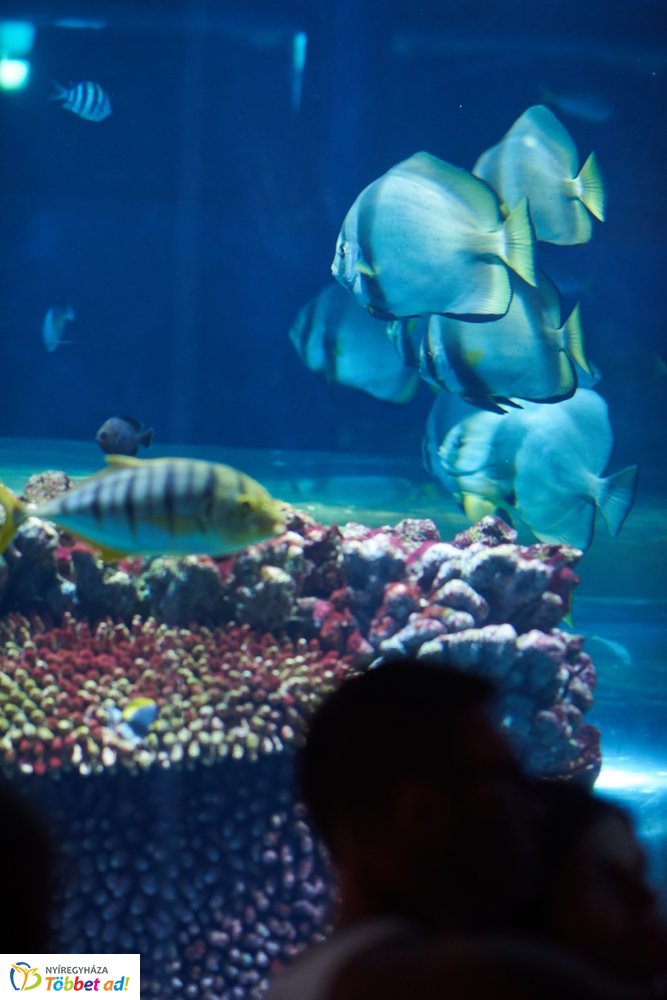 Pünkösdkor az Állatparkban