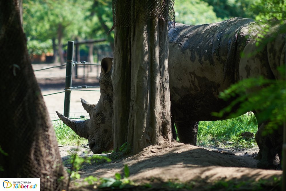 Pünkösdkor az Állatparkban