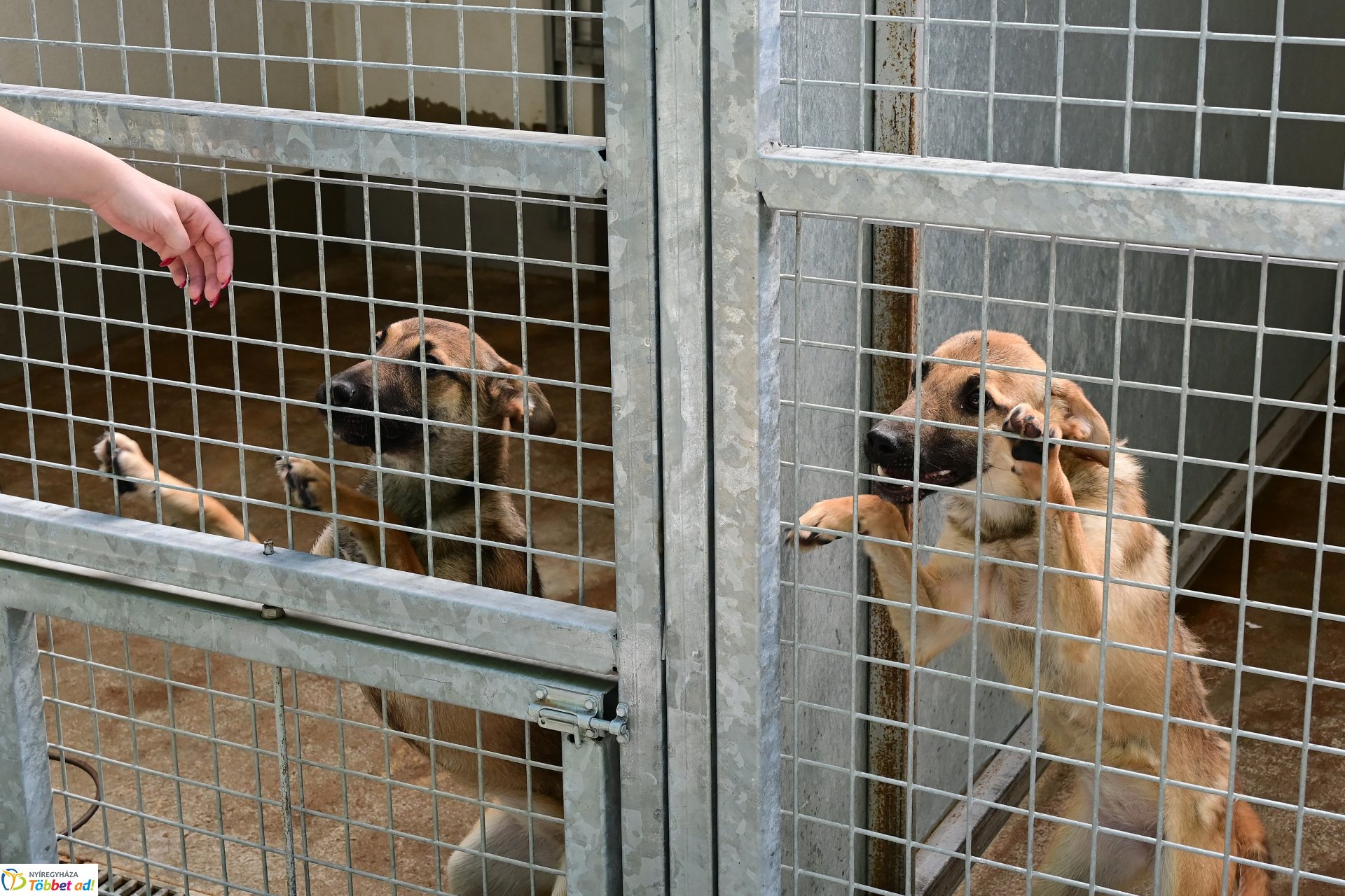 Rendkívüli örökbefogadási nap a NYÍRVV Nonprofit Kft. Állategészségügyi Telepén
