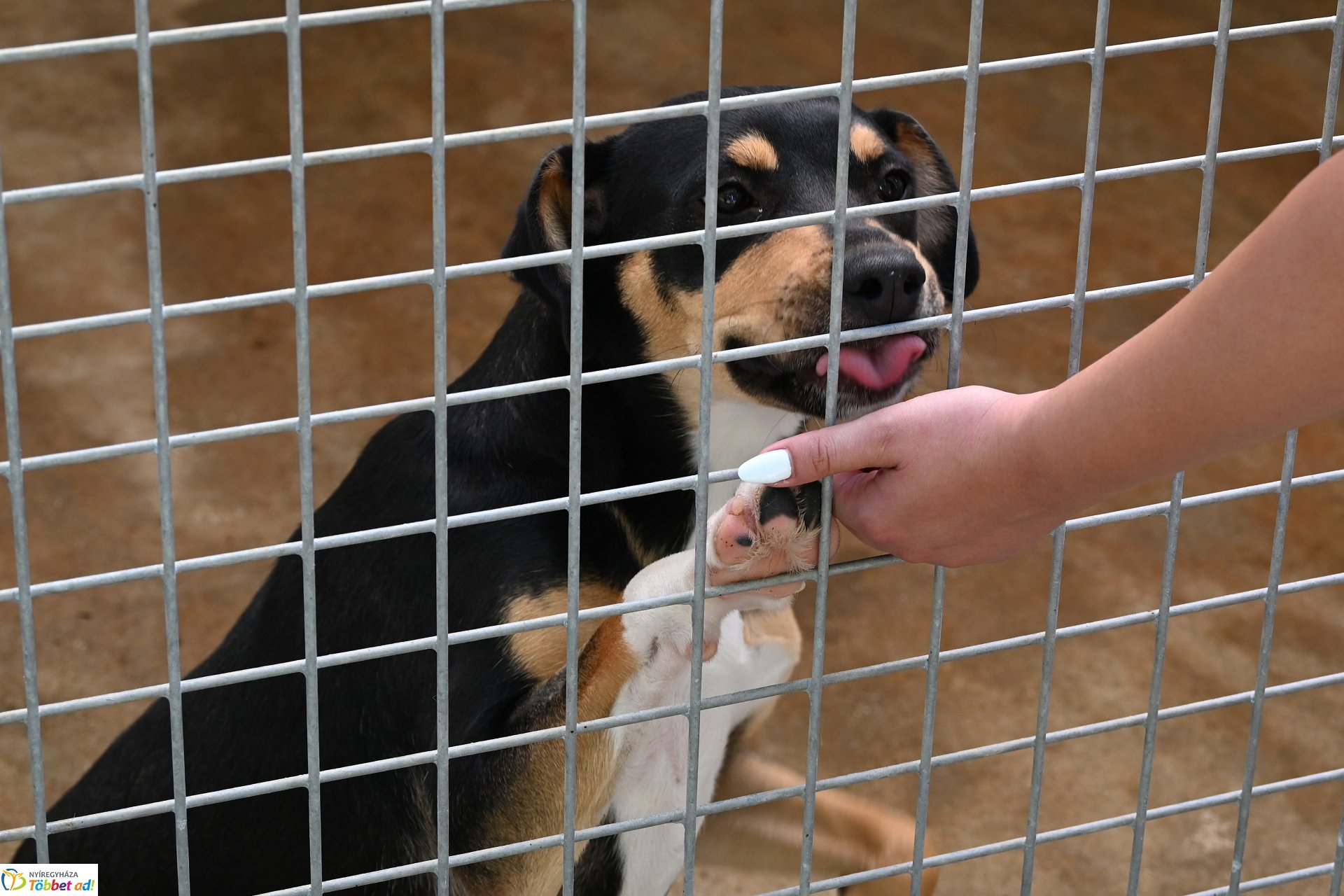Rendkívüli örökbefogadási nap az Állategészségügyi telepen-2025. augusztus