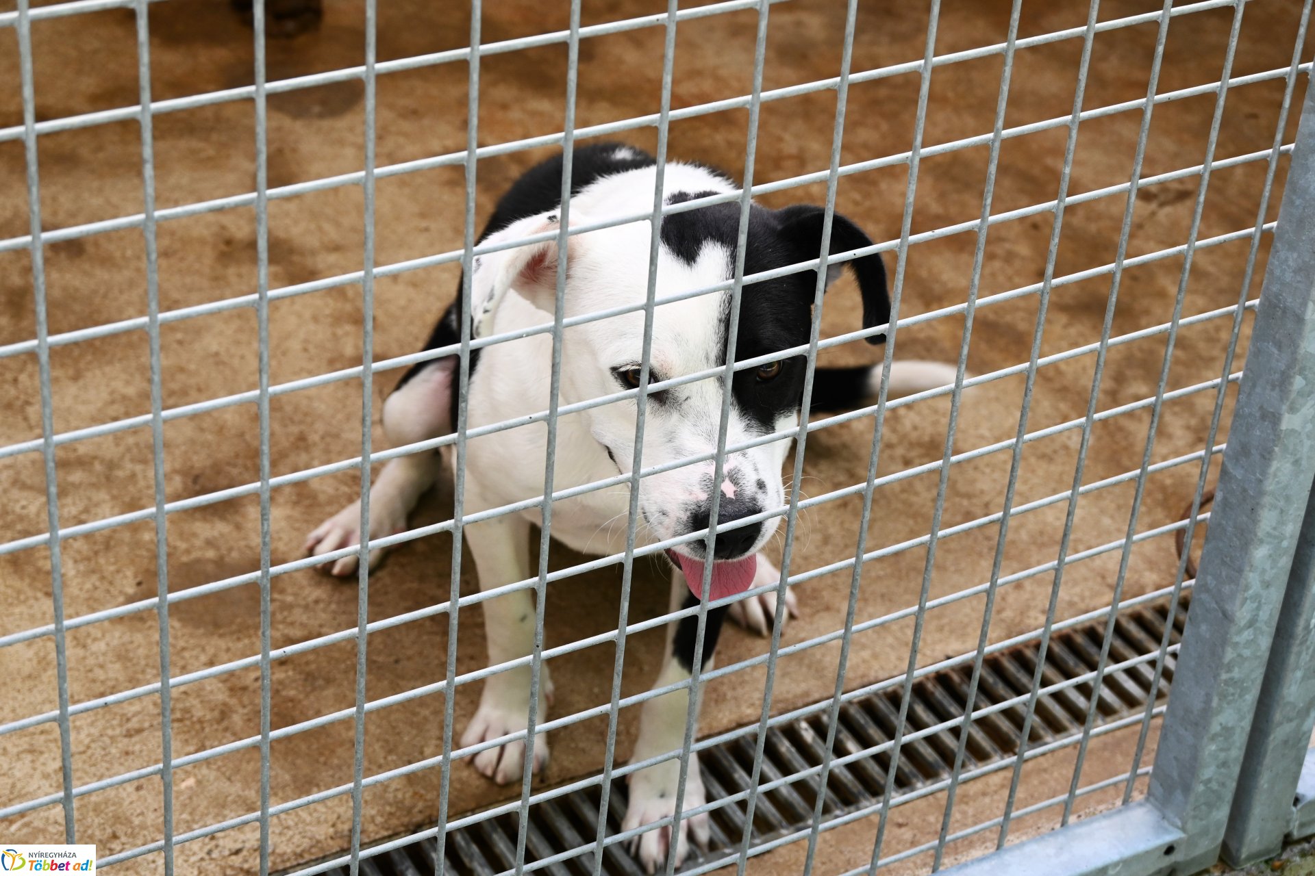 Rendkívüli örökbefogadási nap az Állategészségügyi telepen-2025. augusztus