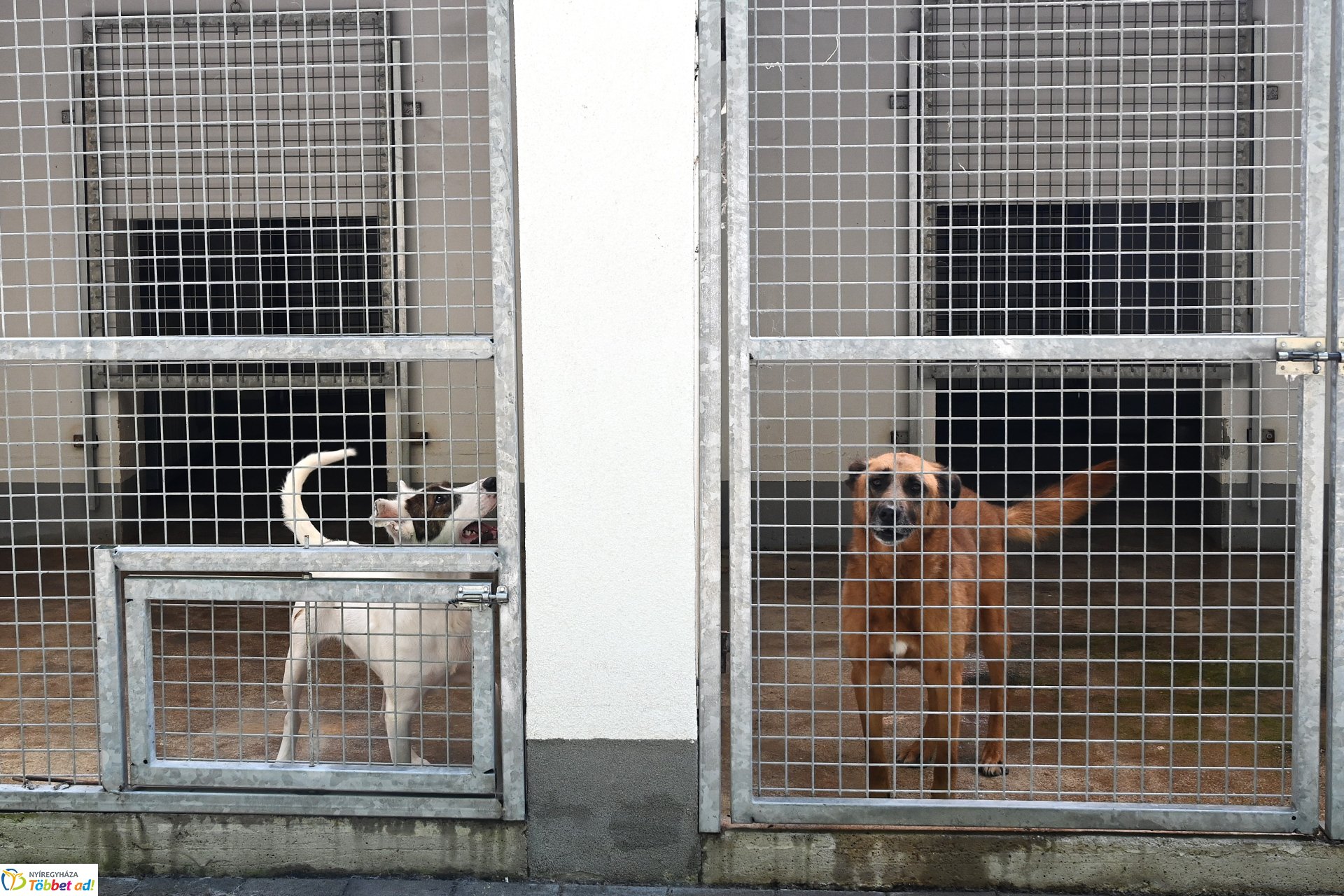 Rendkívüli örökbefogadási nap az Állategészségügyi telepen-2025. augusztus