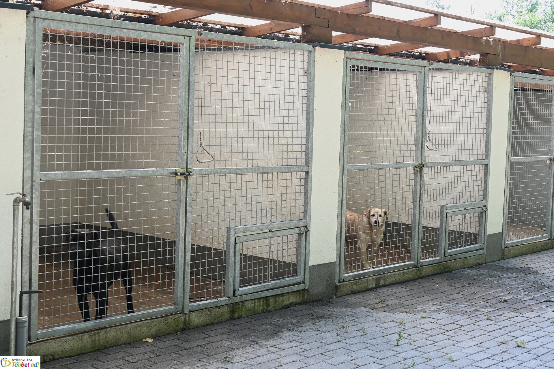 Rendkívüli örökbefogadási nap az Állategészségügyi telepen-2025. augusztus