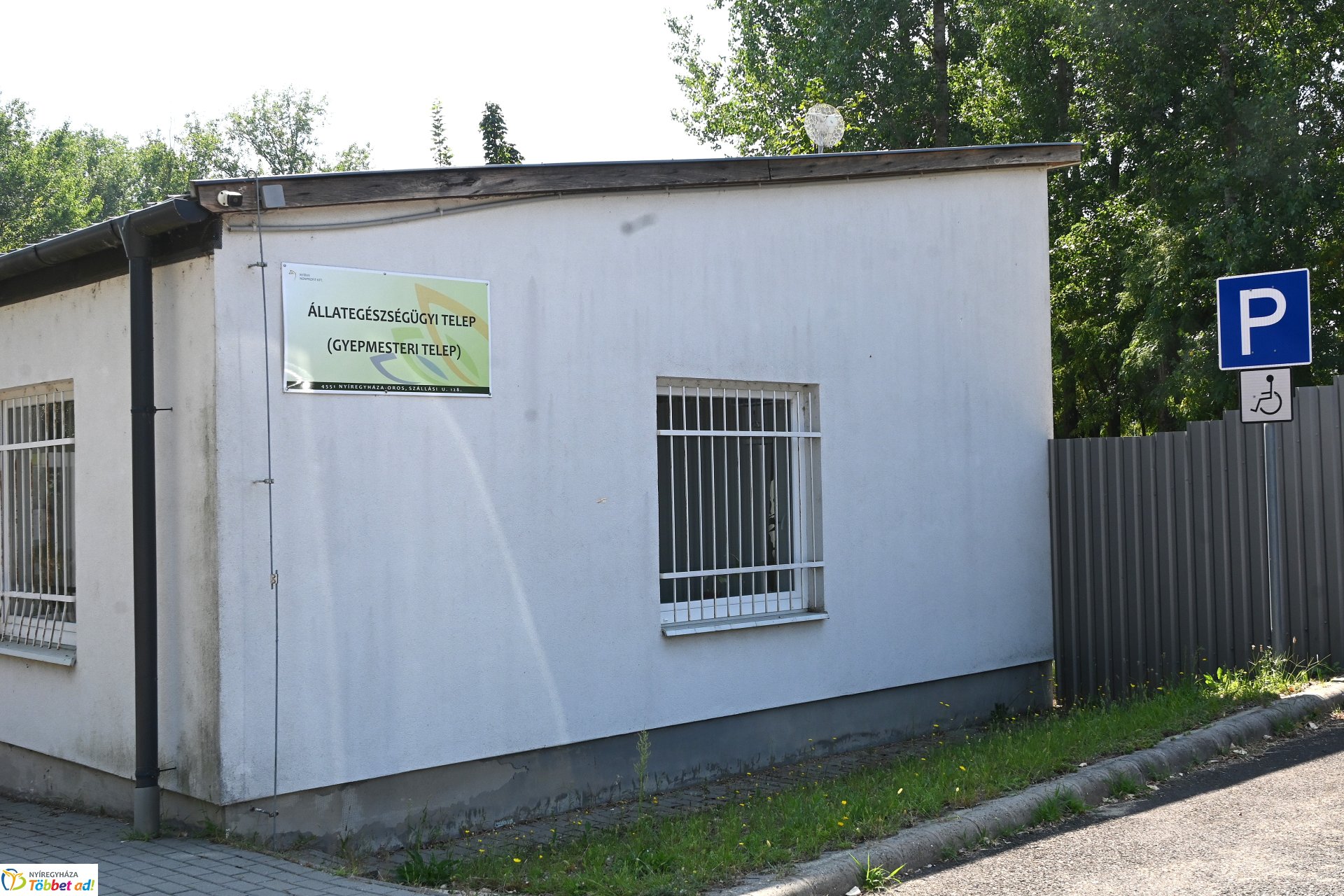 Rendkívüli örökbefogadási nap az Állategészségügyi telepen-2025. augusztus