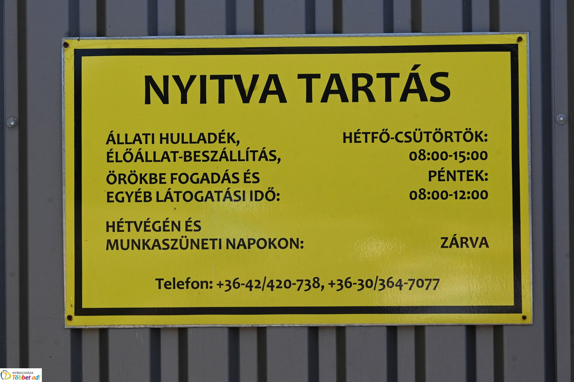 Rendkívüli örökbefogadási nap az Állategészségügyi telepen-2025. augusztus