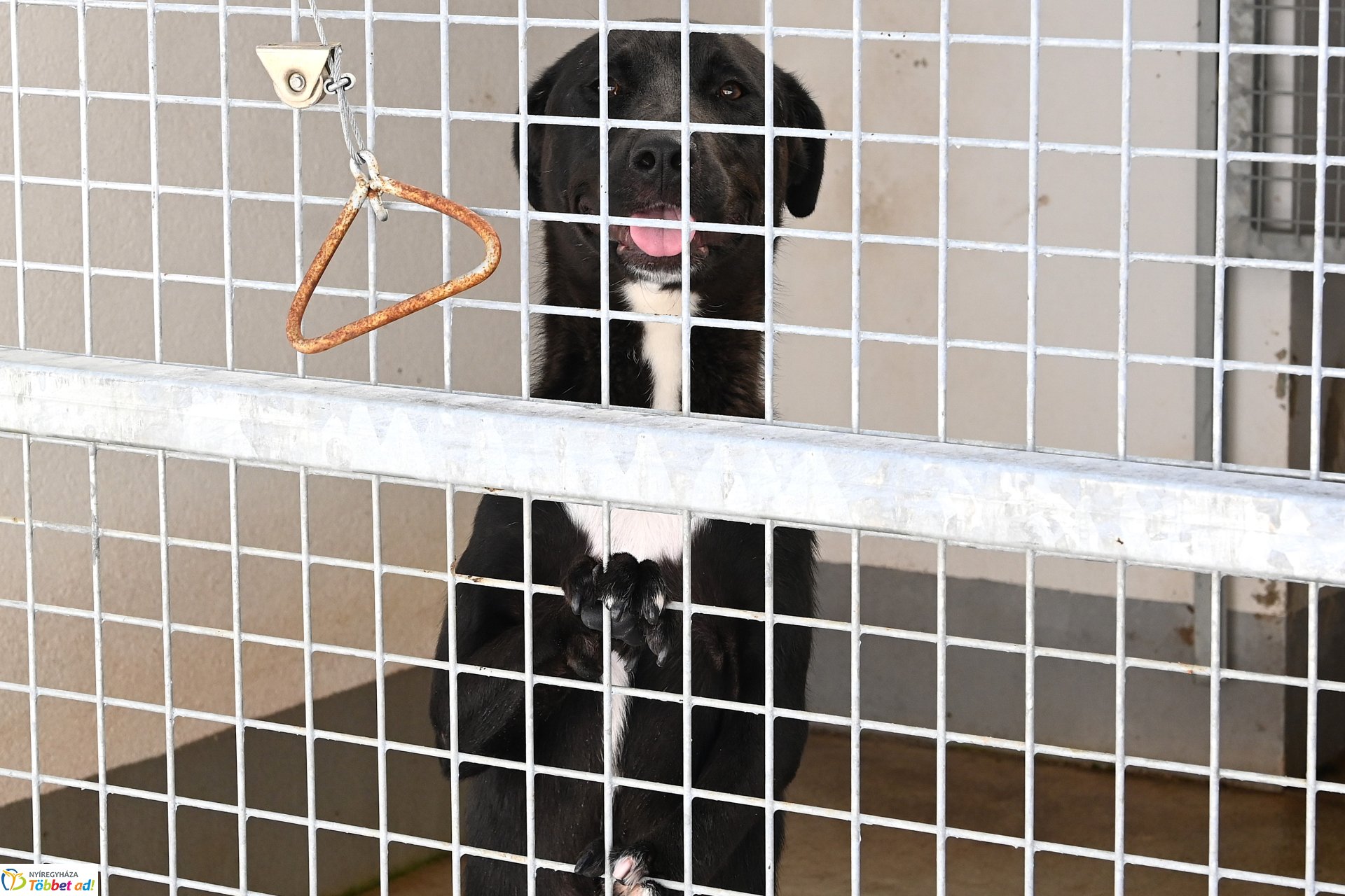 Rendkívüli örökbefogadási nap az Állategészségügyi telepen-2025. augusztus