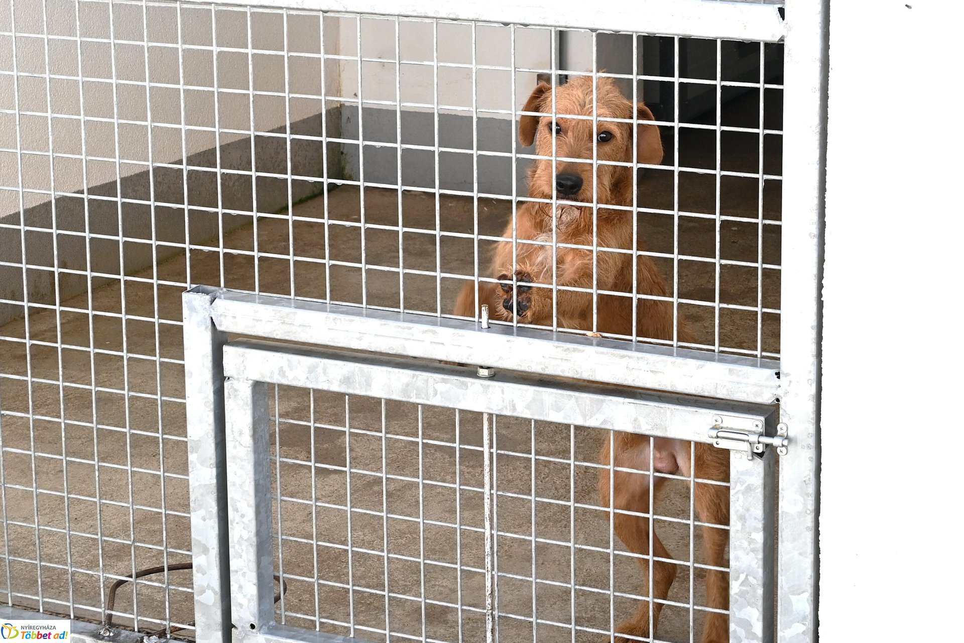 Rendkívüli örökbefogadási nap az Állategészségügyi telepen-2025. augusztus