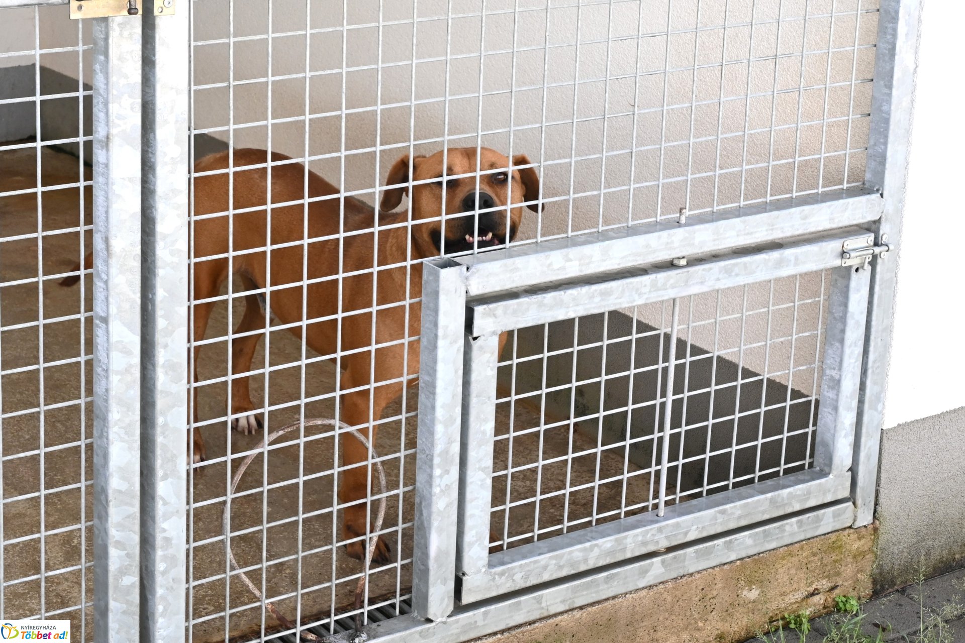 Rendkívüli örökbefogadási nap az Állategészségügyi telepen-2025. augusztus