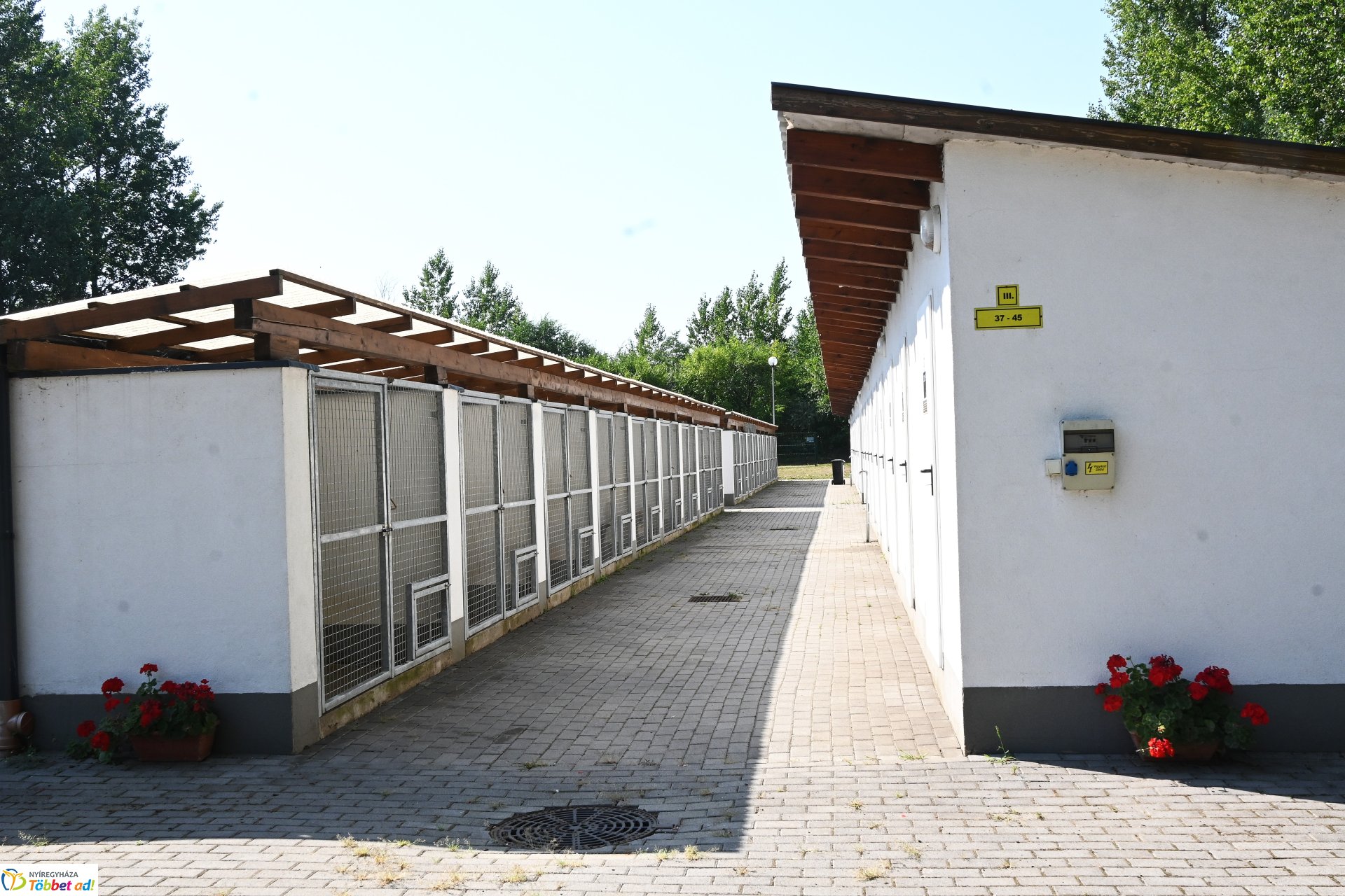 Rendkívüli örökbefogadási nap az Állategészségügyi telepen-2025. augusztus