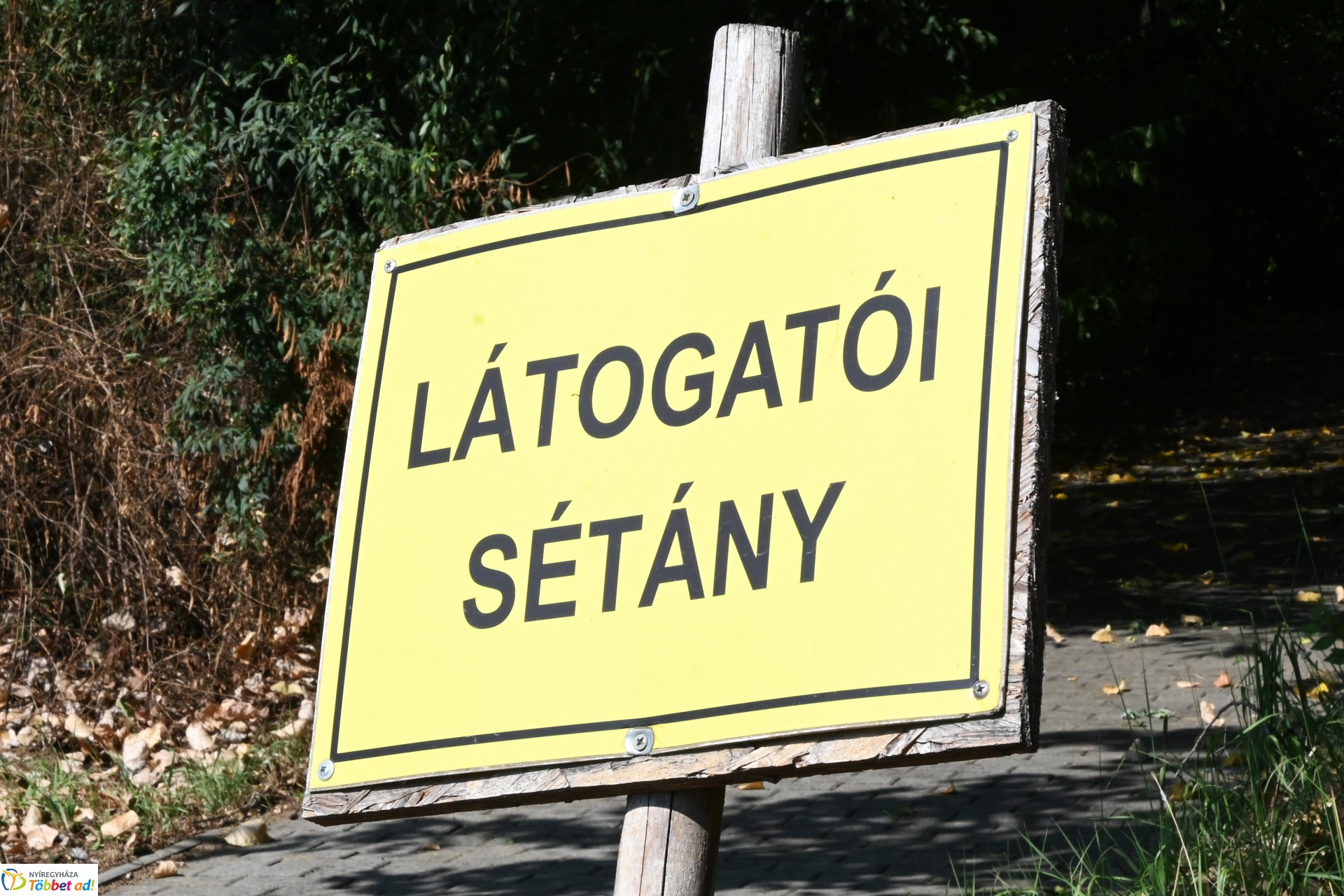 Rendkívüli örökbefogadási nap az Állategészségügyi telepen-2025. augusztus