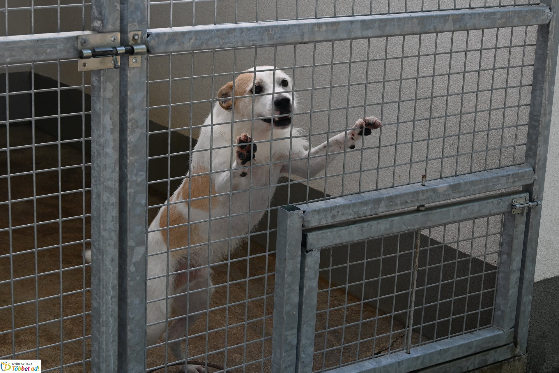 Rendkívüli örökbefogadási nap az Állategészségügyi telepen-2025. augusztus