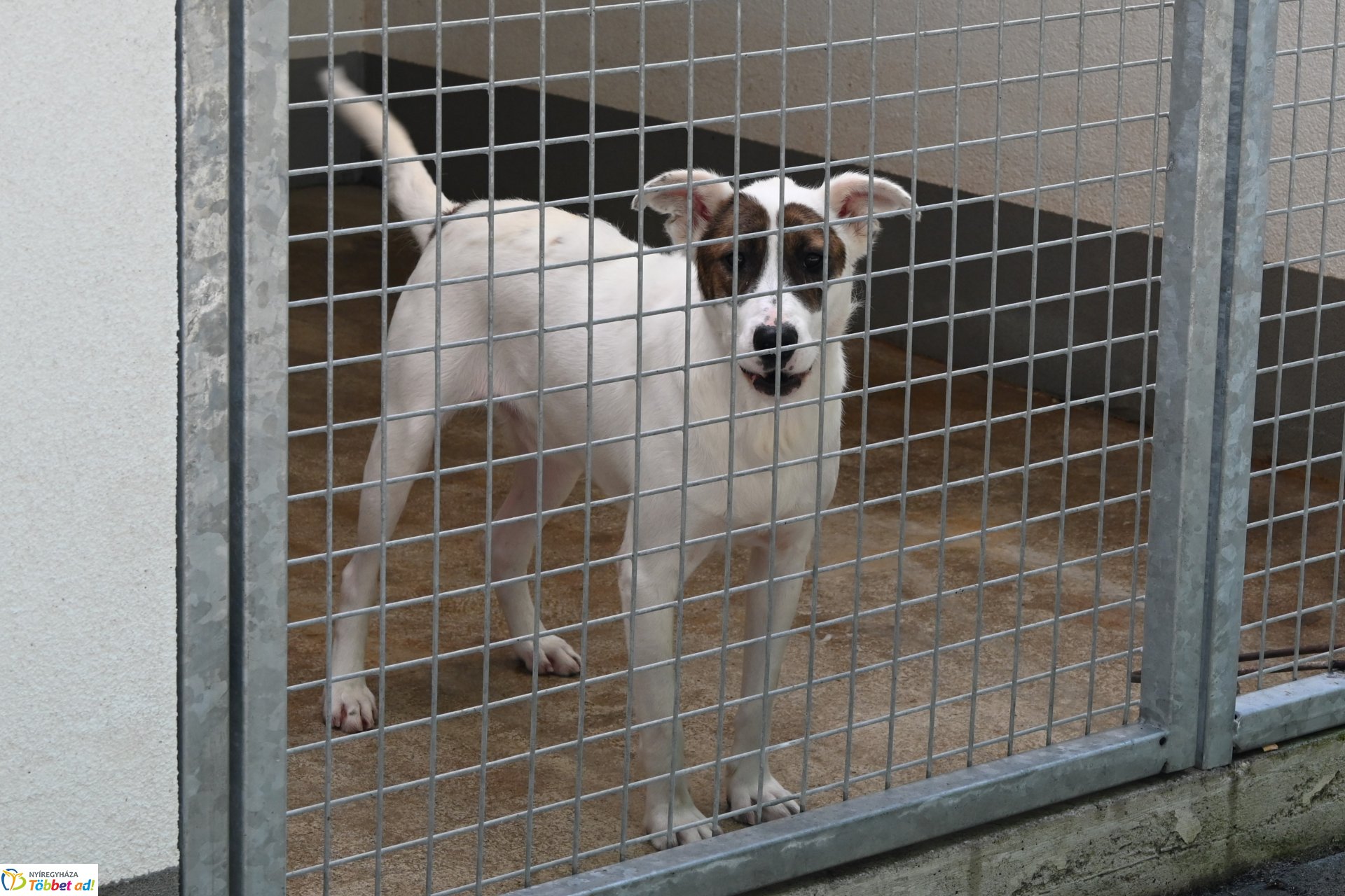 Rendkívüli örökbefogadási nap az Állategészségügyi telepen-2025. augusztus