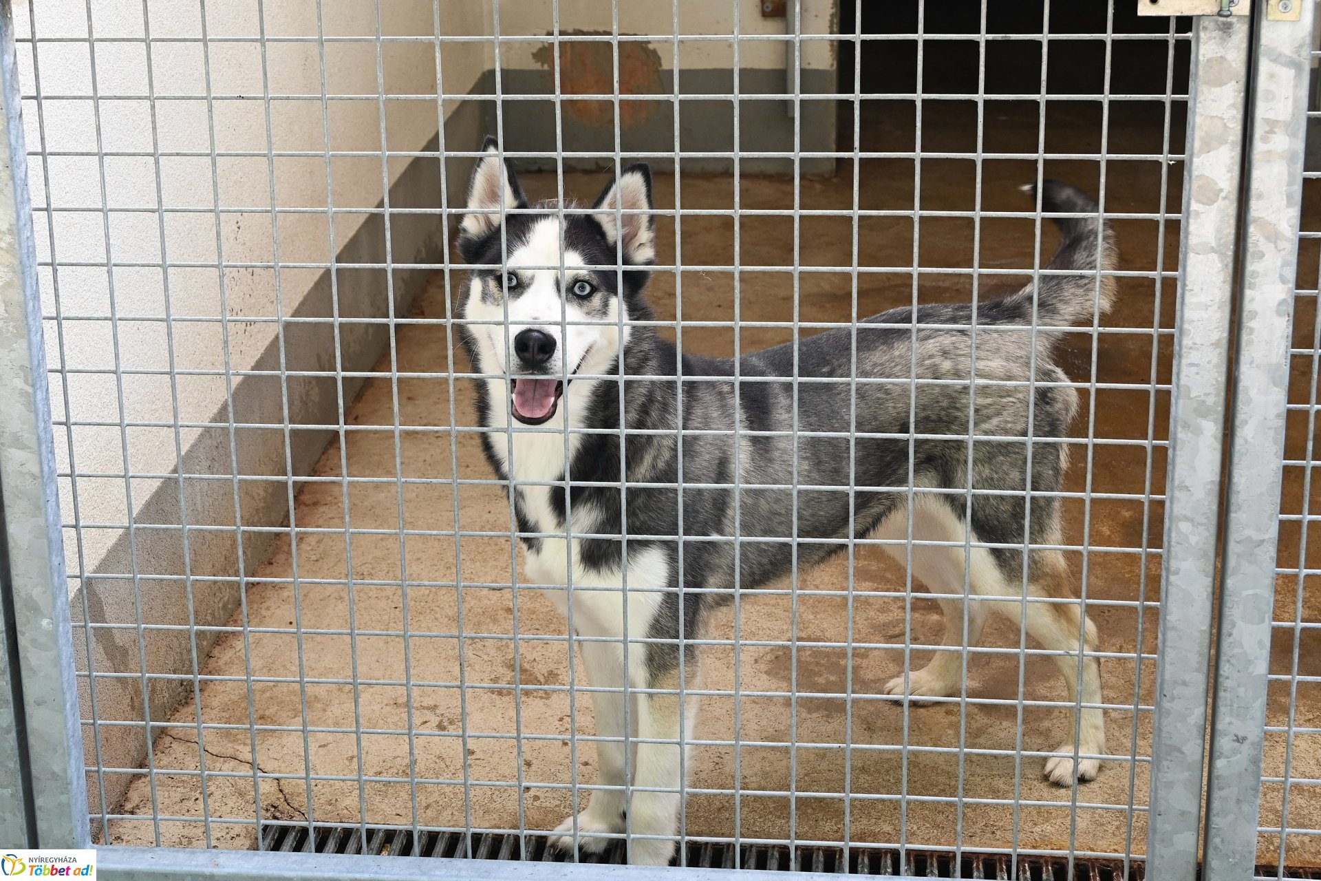 Rendkívüli örökbefogadási nap az Állategészségügyi telepen-2025. augusztus