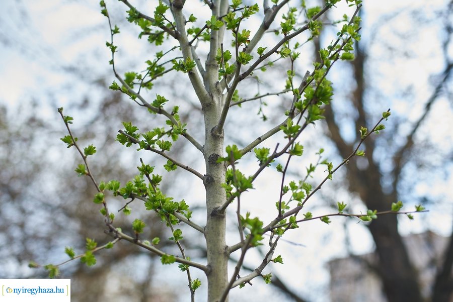 Rotary sétány a Jósavárosban
