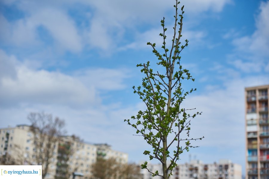 Rotary sétány a Jósavárosban