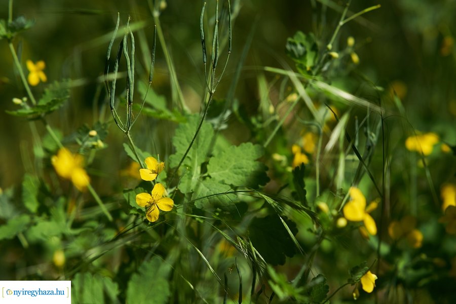 Rovarházak a Sóstói erdőben