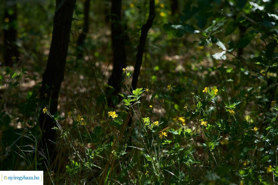 Rovarházak a Sóstói erdőben