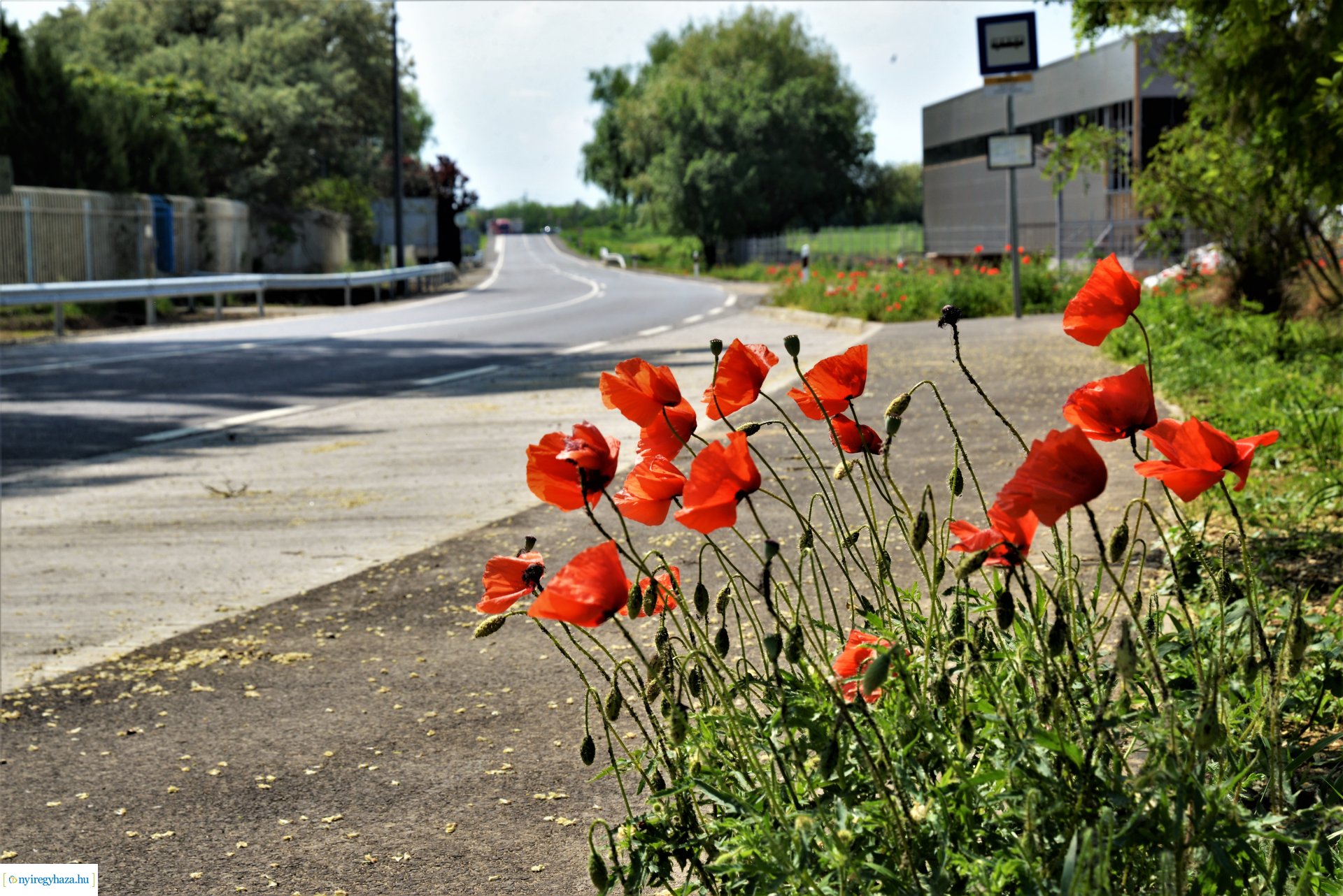 Rozsrétszőlő felújított  bekötőút átadás