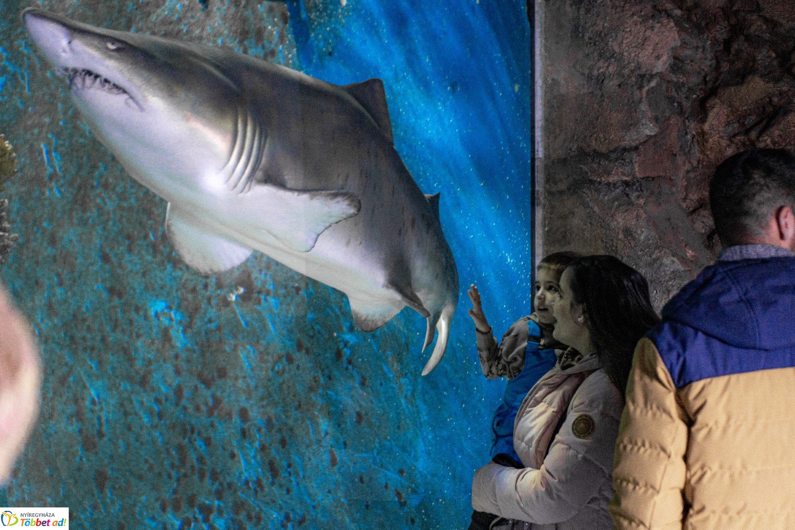 Sarkvidéki karácsony a LEGO gyárral a Nyíregyházi Állatparkban