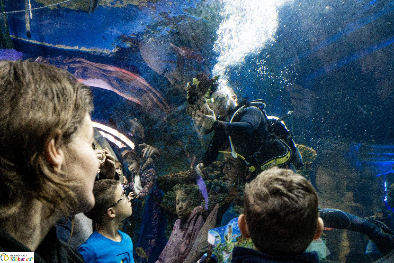 Sarkvidéki karácsony a LEGO gyárral a Nyíregyházi Állatparkban