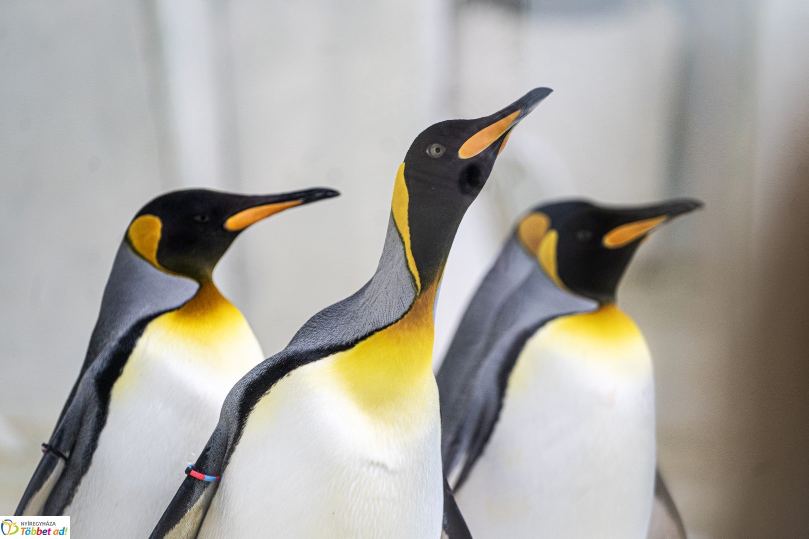 Sarkvidéki karácsony a LEGO gyárral a Nyíregyházi Állatparkban